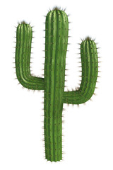 Cactus - obrazy, fototapety, plakaty