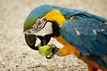 Gelbbrust Ara mit Apfel auf Kies © Fresh Photodesign