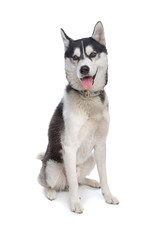 Siberian Husky