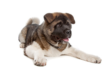 Obraz premium American Akita puppy
