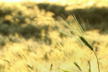 Ear of wheat in the field backlit by the morning sun