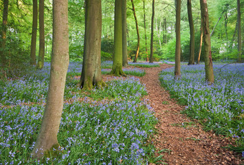 Trail through bluebell woods