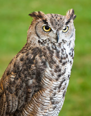 Brown owl against a grassy background