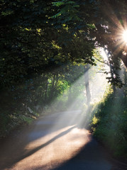 Summer morning sun rays on a road