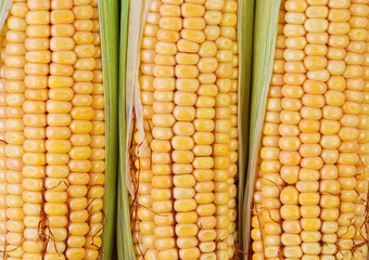 Corn close up.