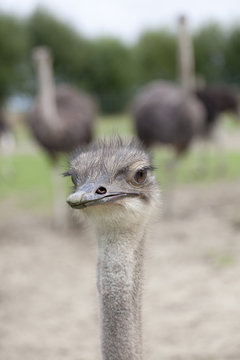 Young Ostrich