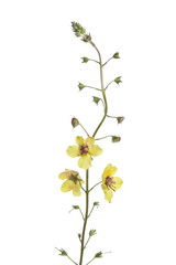 Moth mullein