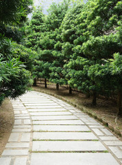 Stone pathway with pine tree in both side