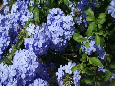 azzalea blu