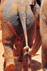 Fototapeta na wymiar Słoń w zoo