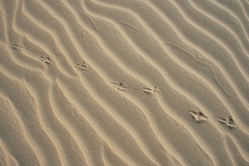 Textura de arena ondulada, huellas de ave