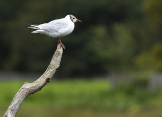 Black headed gull on a stick