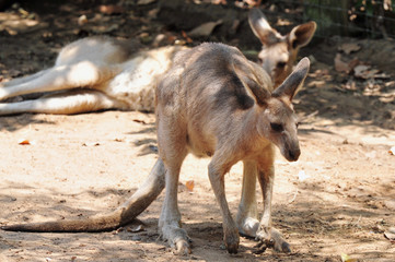 Western Grey Kangaroo