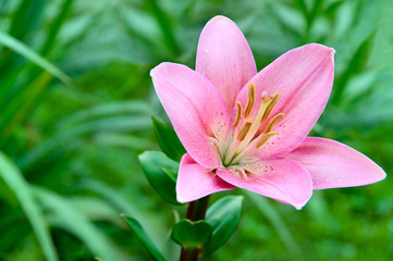 Obraz premium Lily flower on a background of green grass