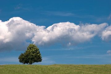Fototapeta na wymiar Drzewa, trawa, niebo i chmury