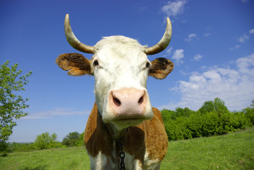 cow