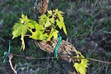 vitis vinifera