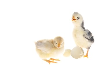 Pollitos aislados recien nacidos