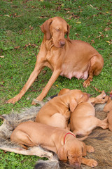 Magyar Vizsla Familie
