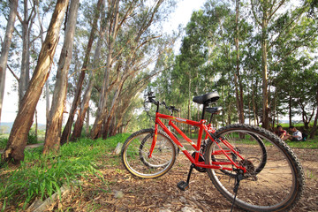 Fototapeta na wymiar bike in forest