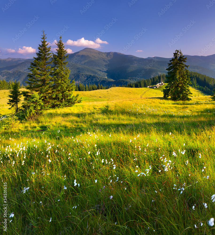 Wall mural Beautiful summer landscape in the  mountains