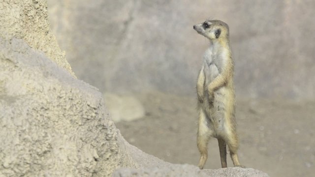 Suricate or meerkat (Suricata suricatta) Standing Alert