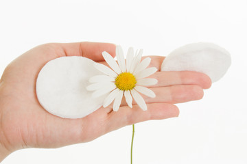 Daisy on the palms on a white background.