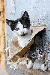 Two funny homeless playful kitten © sun_apple