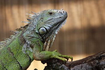 Grüner Leguan
