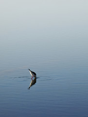 Fototapeta na wymiar Water Bird