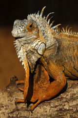 Grüner Leguan (braunes Exemplar)