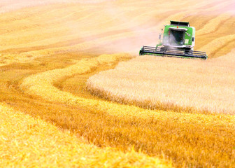 Combine harvesting wheat