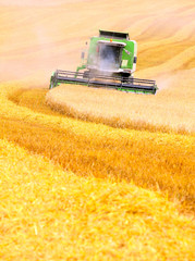 Combine harvesting wheat