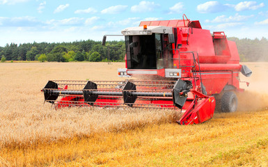 Combine harvesting wheat