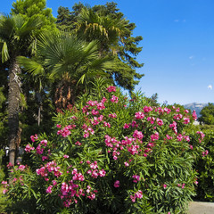 Pink oleander and palms