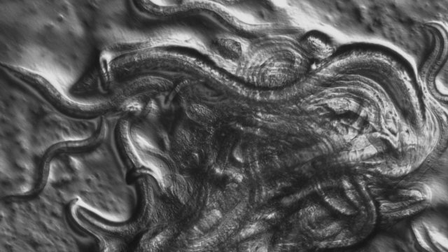 Caenorhabditis elegans