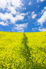 Obraz premium 菜の花畑と青空