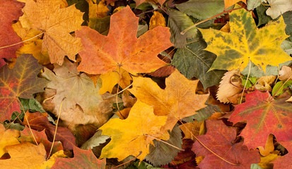 Fototapeta na wymiar A beautiful Autumn background image of fallen leaves