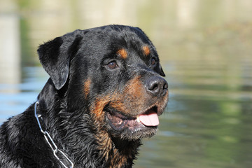 rotweiler dans l'eau