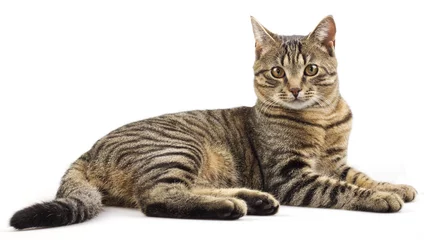 Tuinposter Striped purebred cat © disapier