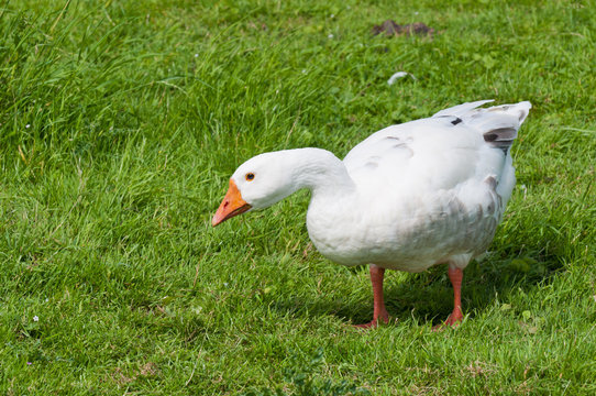 Closeup of a White Goose in grass