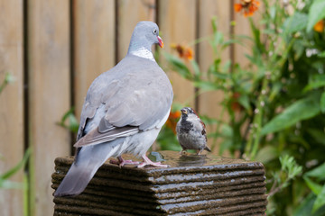 A big dove meets al little house sparrow at a garden fountain