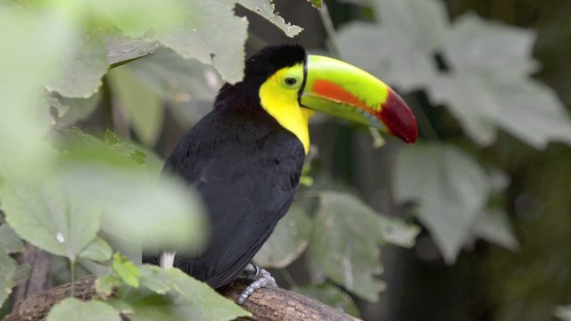 Keel Billed Toucan, from Central America.