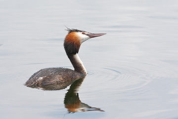 Great crested grebe.