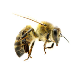 bee