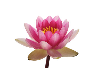 Blossom pink lotus flower head