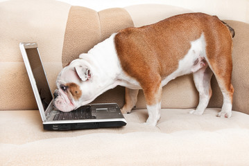 English bulldog sitting a couch with notebook - 34543675
