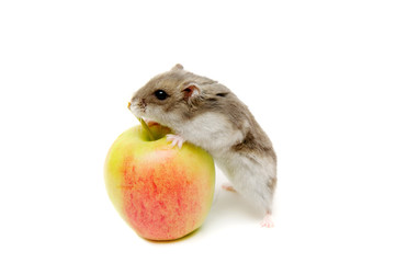 Hamster