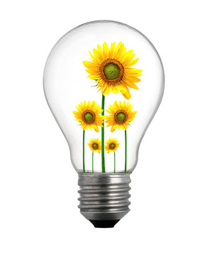 sunflower growing inside the light bulb