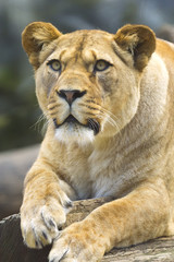 Fototapeta na wymiar Portret Lioness
